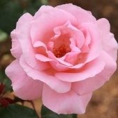 Роза Квин Эллизабет чайно-гибридная (Сербия Империя роз)