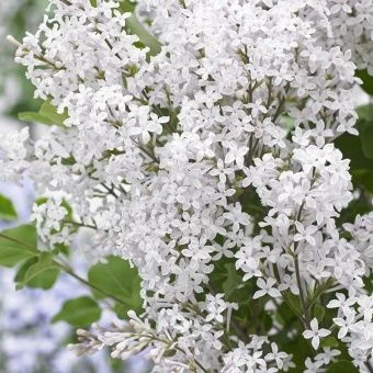 flowerfesta-white-opisanie-sorta