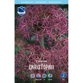 Аллиум Христофа 12/14 5шт (А)