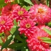 Цинния Захара Дабл Салмон Семена Профи 5 шт (ПОИСК) 