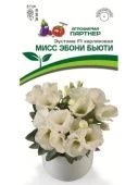 Эустома F1 карликовая Мисс Эбони Бьюти 5шт в амп (Партнер)