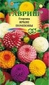 Георгина Яркие помпоны (Гавриш) 1/1000