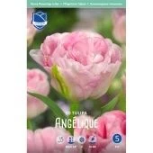 Тюльпан Анжелик махровый поздний 10шт (А)