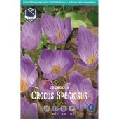 Крокус Специойсус 20шт (А)