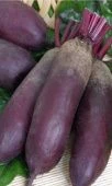 Свекла Санькина любовь (УД) Е/П