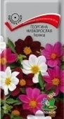 Георгина Хоровод низкорослая 10шт (ПОИСК)