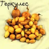 Лук севок Геркулес 10/21 сетка 20кг (Россия-Голландия) +/-10%
