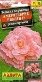 Бегония Америгибрид Пикоти розовое кружево (Аэлита)