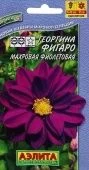 Георгина Фигаро махровая фиолетовая (Аэлита)