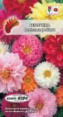 Георгина Веселые ребята (Аэлита)