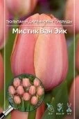 Тюльпан Мистик Ван Эйк дарвиновые гибриды 10шт (А)