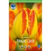 Тюльпан Банья Лука дарвиновые гибриды 10шт (А)