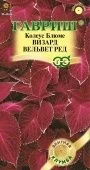 Колеус Визард Вельвет Ред 4шт серия Элитная клумба (Гавриш)
