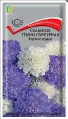 Скабиоза темно-пурпурная Ледяное сердце 10шт (ПОИСК) 