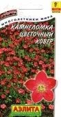 Камнеломка Цветочный ковер (Аэлита)