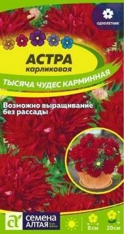 00037479_Астра Тысяча чудес карминная карликовая 0
