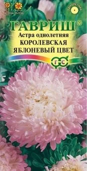 00010382_Астра Королевская яблоневый цвет (Гавриш)