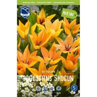 tyulpan-prestans-shogun-w800-h800