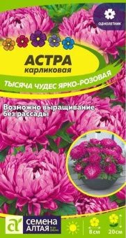 00037481_Астра Тысяча чудес ярко-розовая карликова