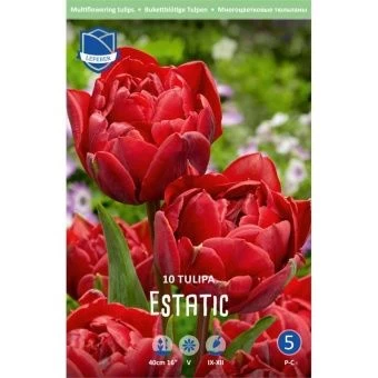 tyulpan-estatik-w800-h800