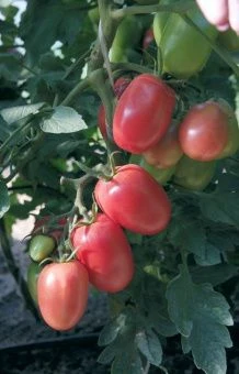 Томат Новосибирский розовый 0.08г (Агрос)  2
