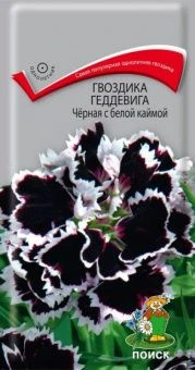 00021343_Гвоздика Геддевига чёрная с белой каймой 