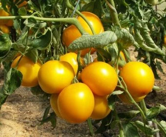 Томат Желтоплодный 0.08г (Агрос) 2