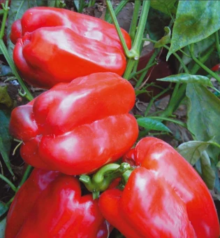Перец Бон Аппетит ( Вкуснятина) (НК)