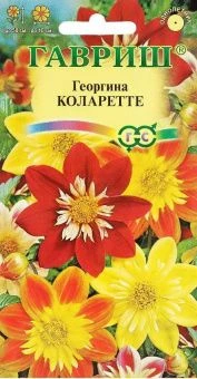 00010593_Георгина Коларетте (Гавриш) 11000