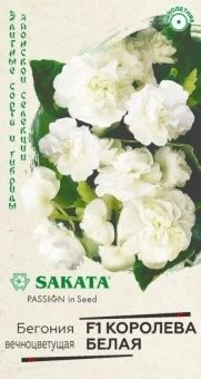 00040882_Бегония Королева белая F1  вечноцветущая 