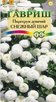 00001195_Пиретрум Снежный Шар (Гавриш)