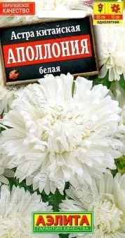 00022692_Астра Аполлония белая (Аэлита)