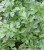 petrushka_nezhnyy_aromat_id45763_image0_210w_236h.png