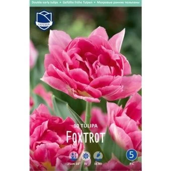 tyulpan-fokstrot-w800-h800
