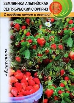 00001275_Земляника Сентябрьский Сюрприз (НК)