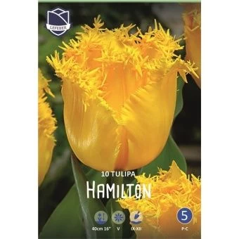 tyulpan-hamilton-w800-h800