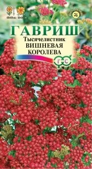 00010062_Тысячелистник Вишневая королева (Гавриш)