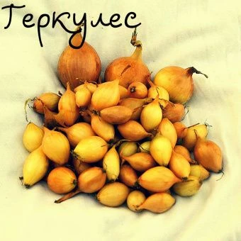 Геркулес-обработка