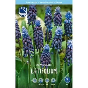 muskari-latifolium-w800-h800