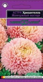 00033956_Астра Хризантелла Жемчужный восторг (Гавр