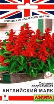 00040789_Сальвия сверкающая Английский маяк (Аэлит