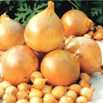 00029369_Лук севок Шекспир озимый 10_21 10кг +_-10