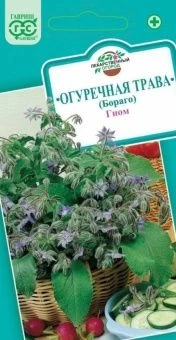 00013153_Огуречная трава Гном (Бораго)(Гавриш)1_80