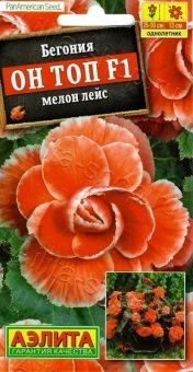00040806_Бегония Он Топ F1 мелон лейс (Аэлита)