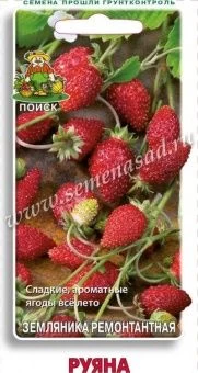 00032918_Земляника Руяна ремонтантная 100шт (ПОИСК