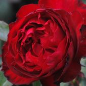 Роза Травиата чайно-гибридная (Садовита)