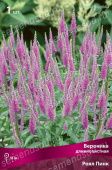 Вероника длиннолистная Роял Пинк (ПОИСК)