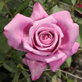 Роза Шарль де Голль Чайно-гибридная (Садовита)