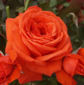 Роза Салита клаймбер (Золотая сотка Алтая)