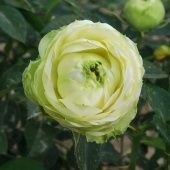 Роза Принцесса Мидори Спрей (Садовита)